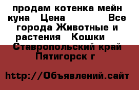 продам котенка мейн-куна › Цена ­ 35 000 - Все города Животные и растения » Кошки   . Ставропольский край,Пятигорск г.